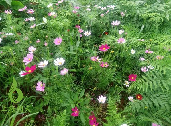 綠化混凝土,植被混凝土,植生混凝土,透水混凝土, 彩色混凝土,生態(tài)混凝土添加劑-江西高速公路工程